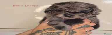 little 'Beau' peep