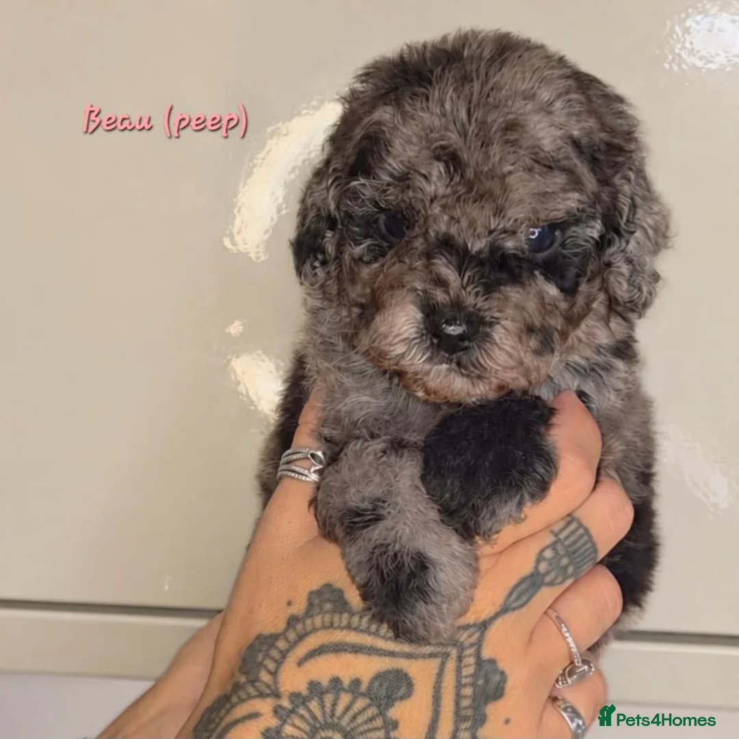 Labradoodle dogs for sale: Unique Multigen🧸 Merle&Tan Teddybear Labradoodles - Advert 14