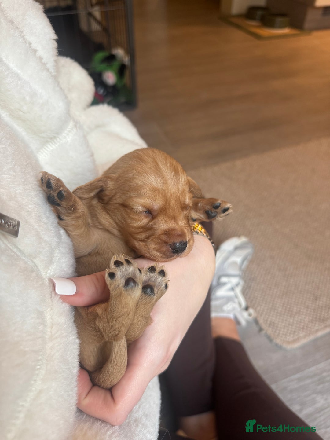 Cockerdor dogs for sale: Cockerdor/ Spanador Puppies. KC registered parents - Advert 20