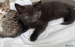 Domestic Shorthair cats for sale: Kittens for sale - Image 2