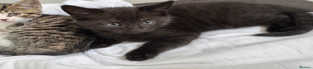 Black Domestic Shorthair Kitten 