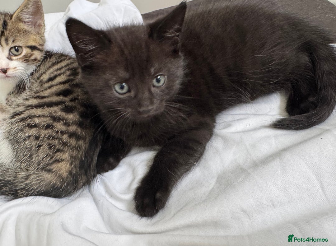 Domestic Shorthair cats for sale: Kittens for sale - Image 2