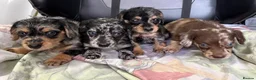Mixed Breed dogs for sale: DOXIEPOO HEALTH TESTED PARENTS  - Advert 13