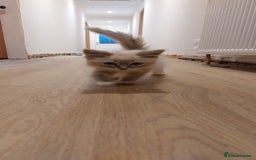 Ragdoll cats for sale: Ragdolls ready for forever homes 😻 2 males left  in Biggar - Image 2