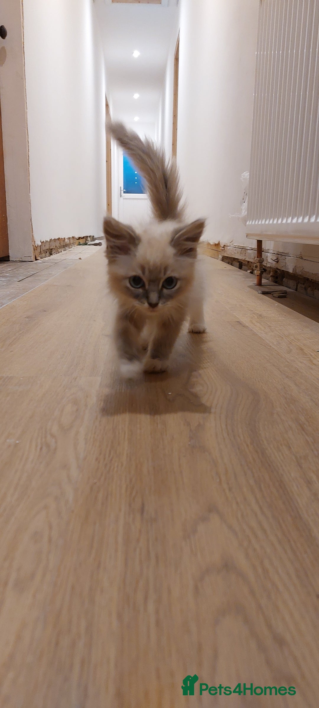 Ragdoll cats for sale: Ragdolls ready for forever homes 😻 2 males left  in Biggar - Image 2