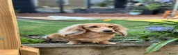 Dachshund dogs for sale: Cream longhair miniature dachshund  - Advert 3
