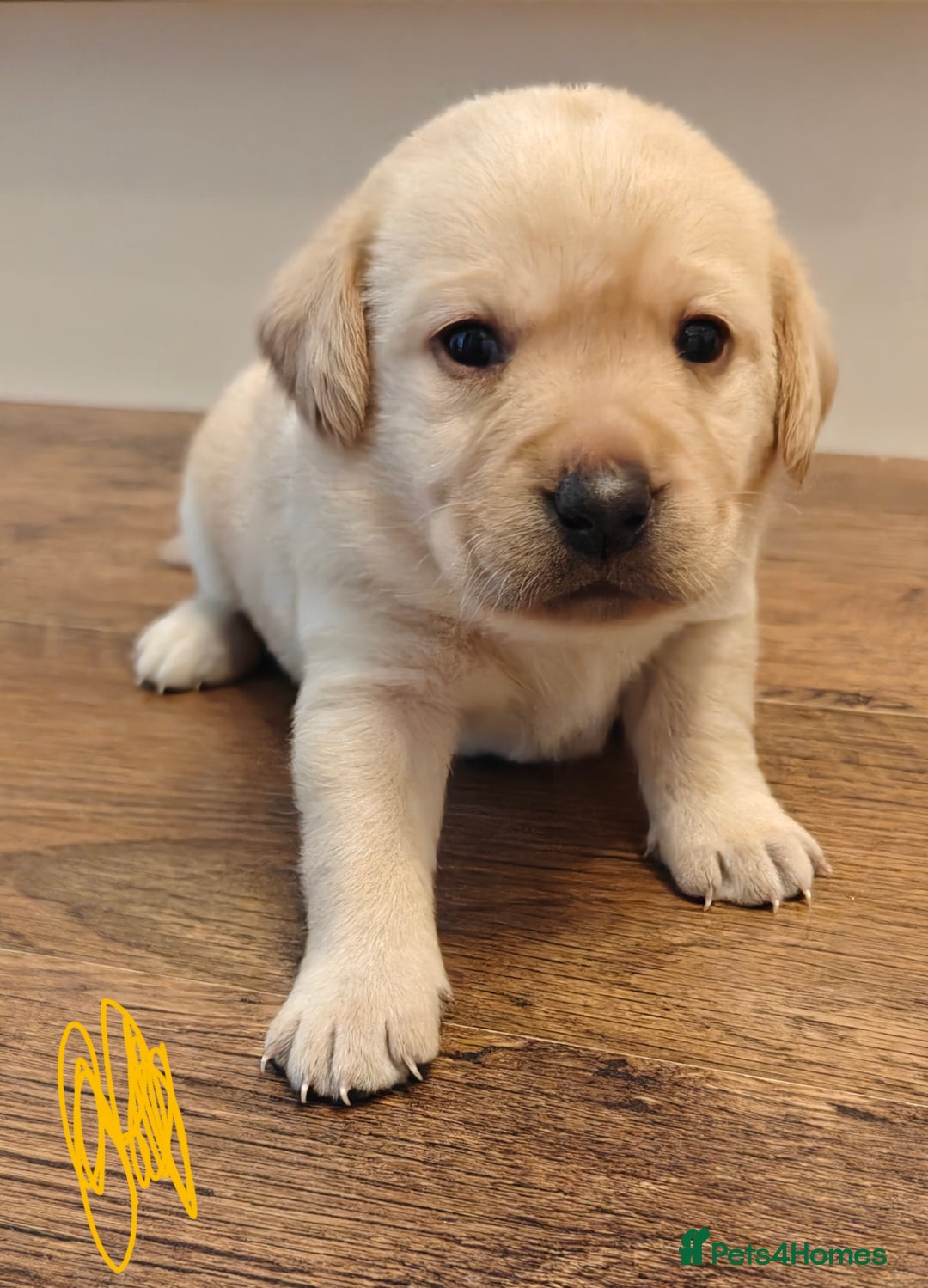 Labrador Retriever dogs for sale: Labrador Retriever Puppies - Image 16