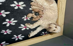 Labradoodle dogs for sale: Beautiful Miniature labradoodles  - Image 8