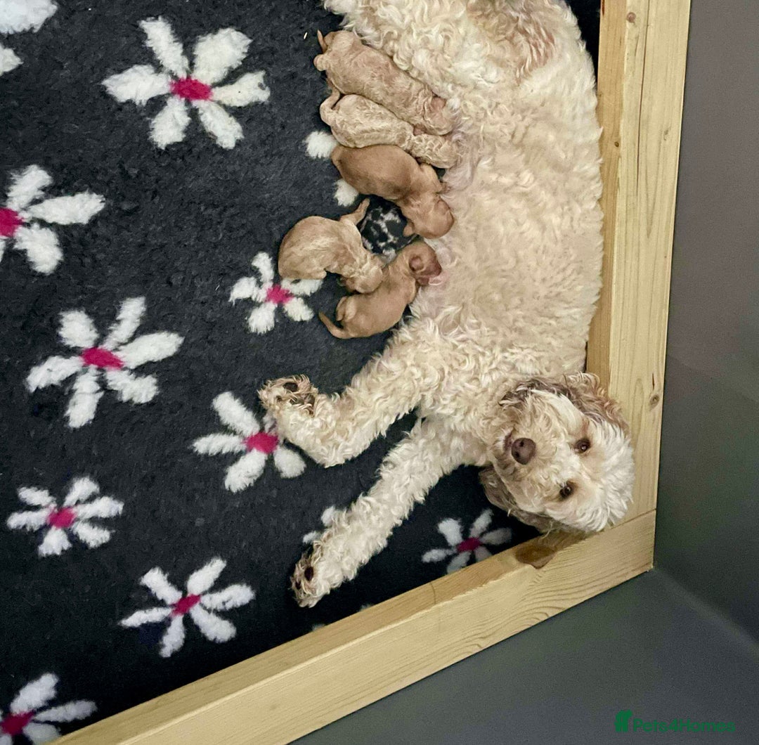 Labradoodle dogs for sale: Beautiful Miniature labradoodles  - Image 8