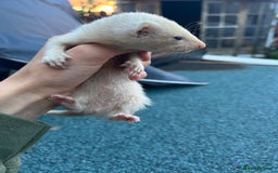 Ferret rodents for sale: 3 jill ferrets  - Image 1