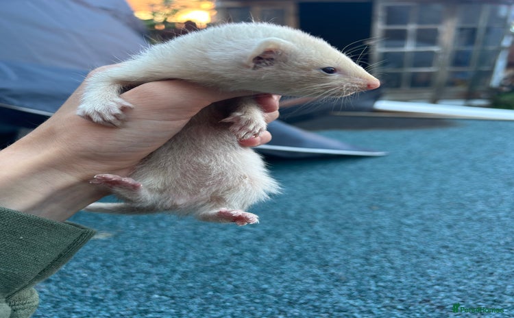 Ferret rodents - Advert 1