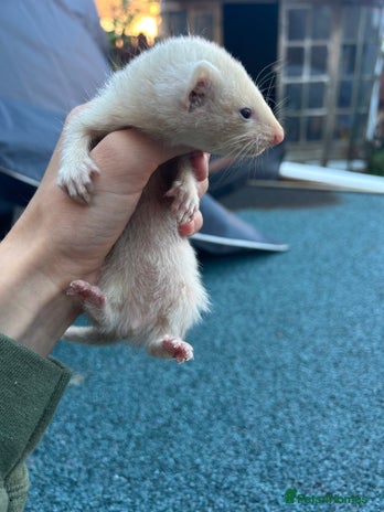 Ferret rodents - Advert 6