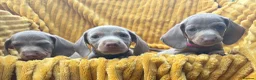 Dachshund dogs for sale: Isabella dachshunds  - Advert 1