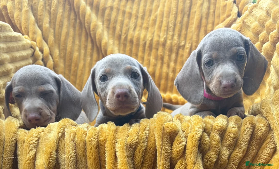 Dachshund dogs for sale: Isabella dachshunds  - Advert 1