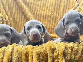 Dachshund dogs Isabella dachshunds - Advert 1