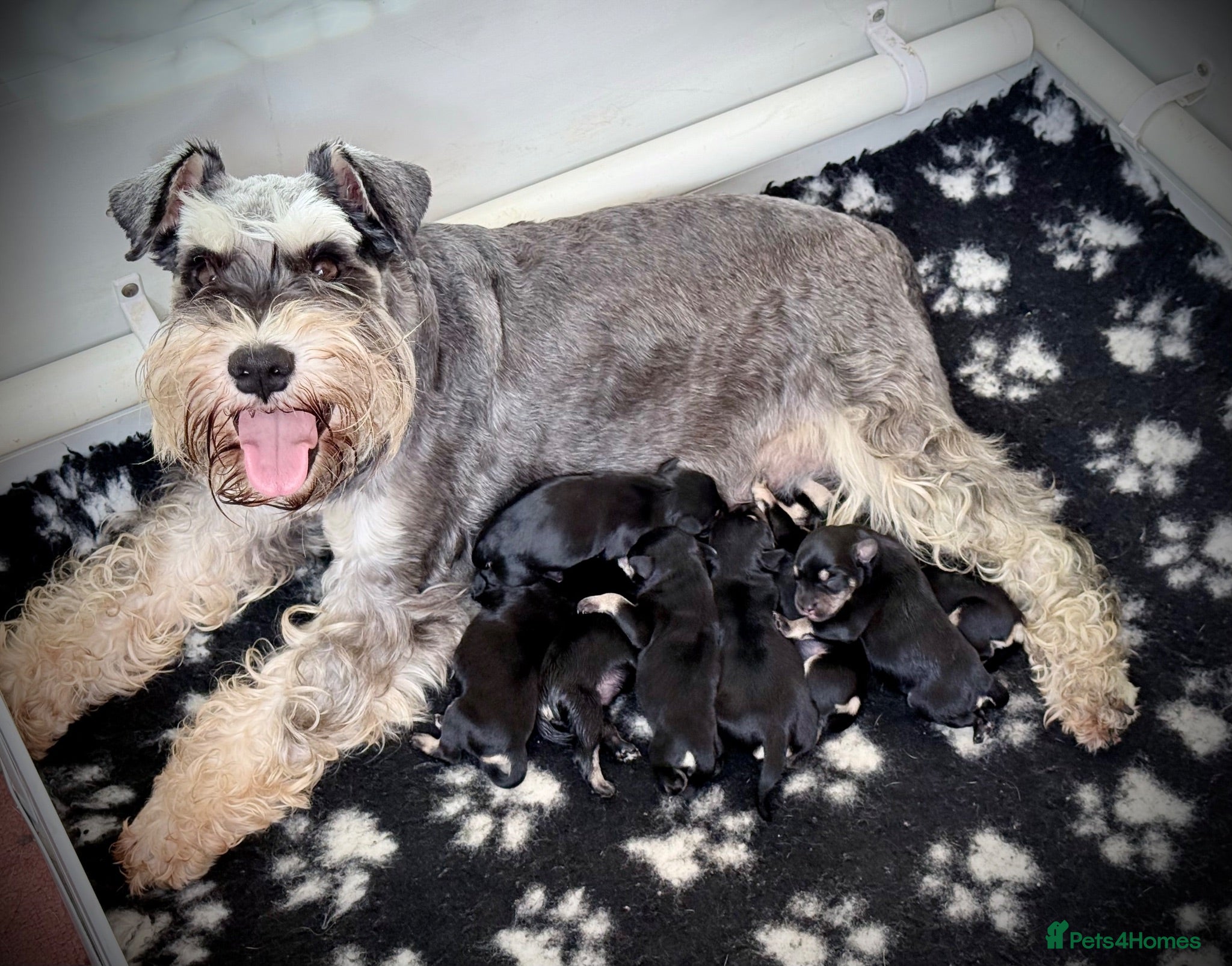 Miniature Schnauzer dogs Adorable Black & silver miniature schnauzers  - Advert 1