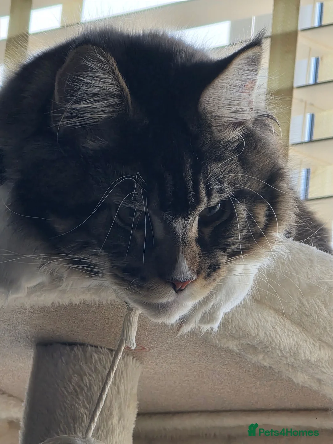 Maine Coon cats for sale: maine coon male 9months old  - Advert 2