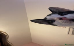 Domestic Shorthair cats for sale: Kitten  - Advert 2