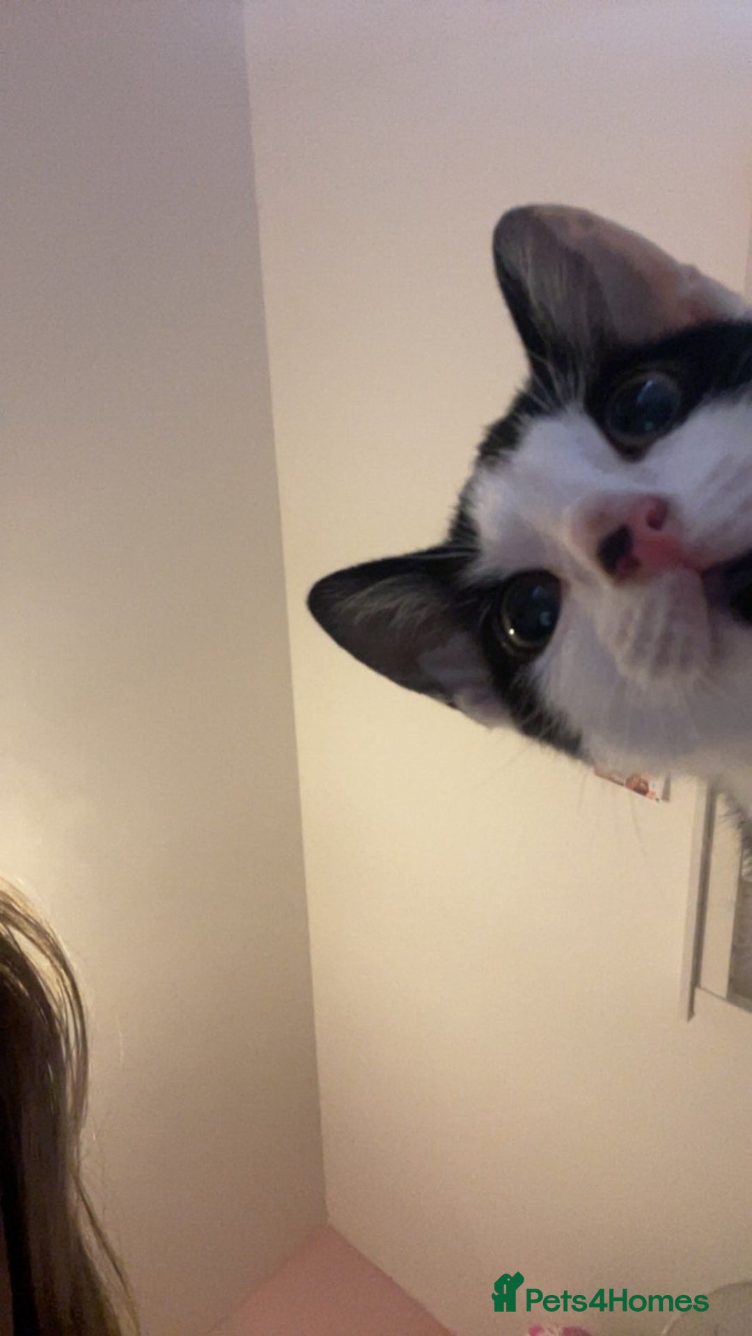 Domestic Shorthair cats for sale: Kitten  - Advert 2