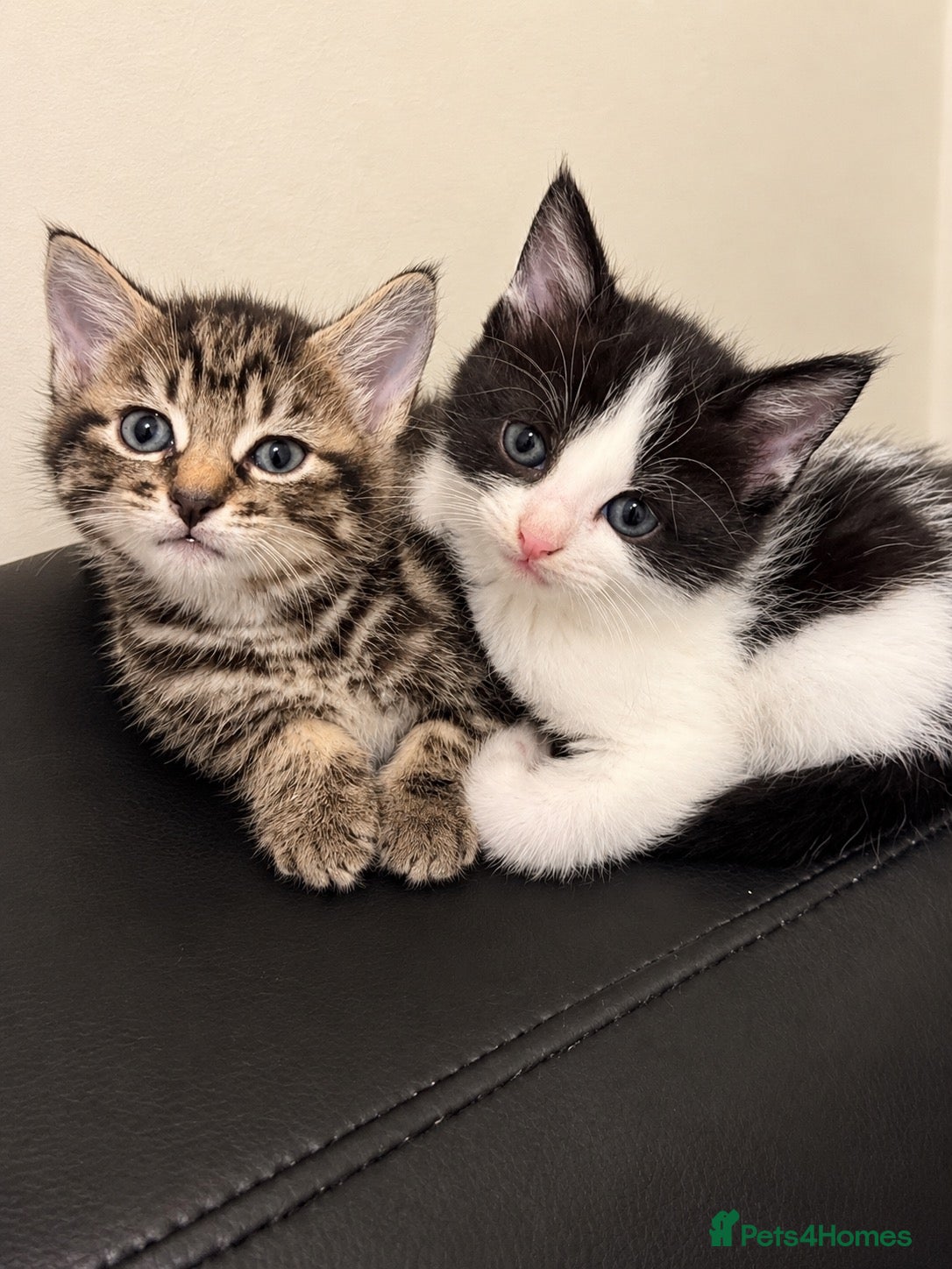 Mixed Breed cats Friendly, Cute Maincoon X Kittens  - Advert 2