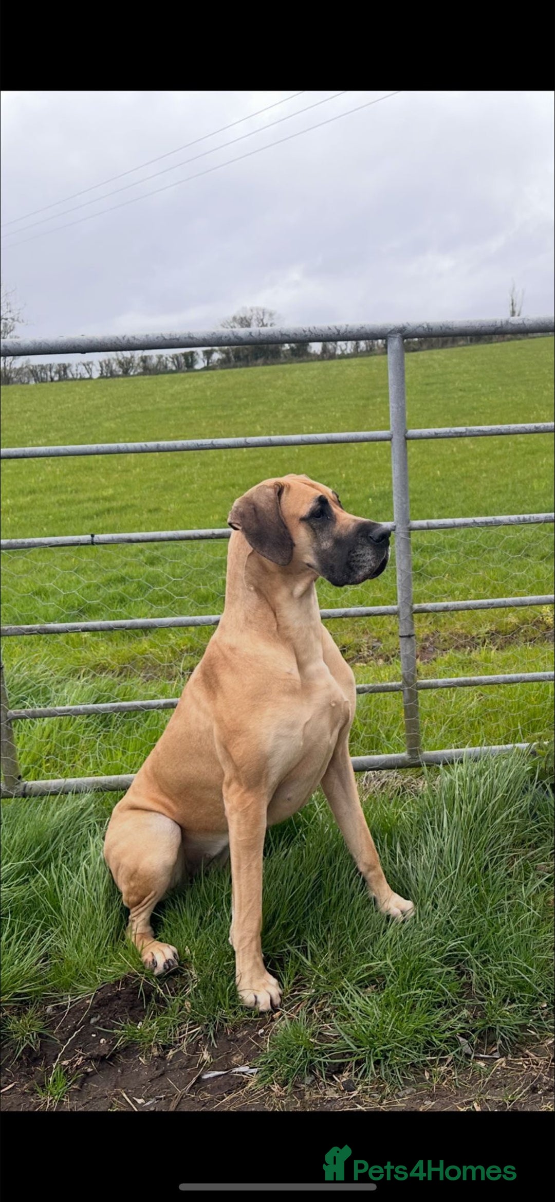 Great Dane dogs for sale: Beautiful fawn Great Dane puppies  - Image 10