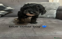 Miniature Poodle dogs for sale: 3 miniature poodles remaining  - Image 16