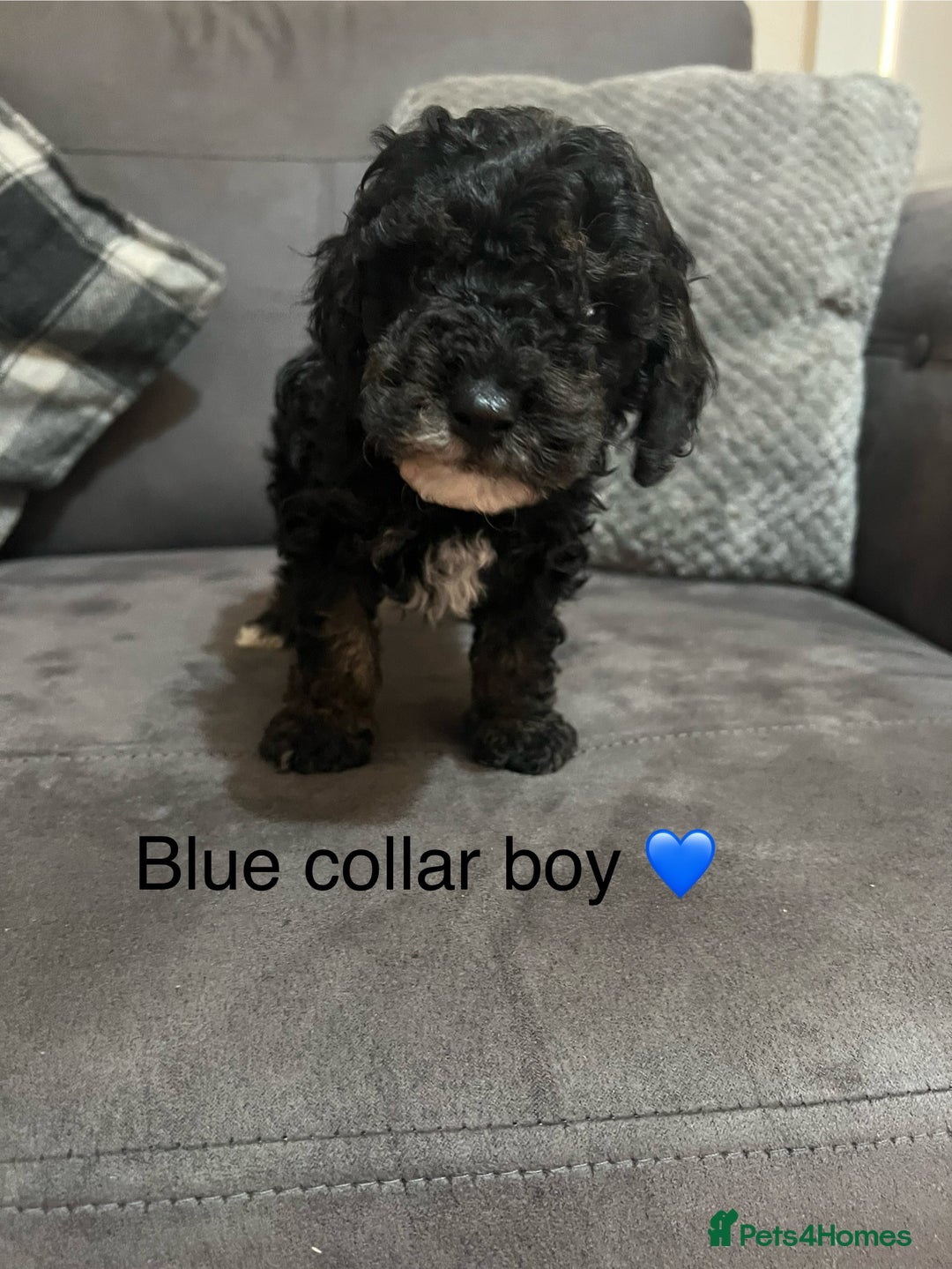 Miniature Poodle dogs for sale: 3 miniature poodles remaining  - Image 16