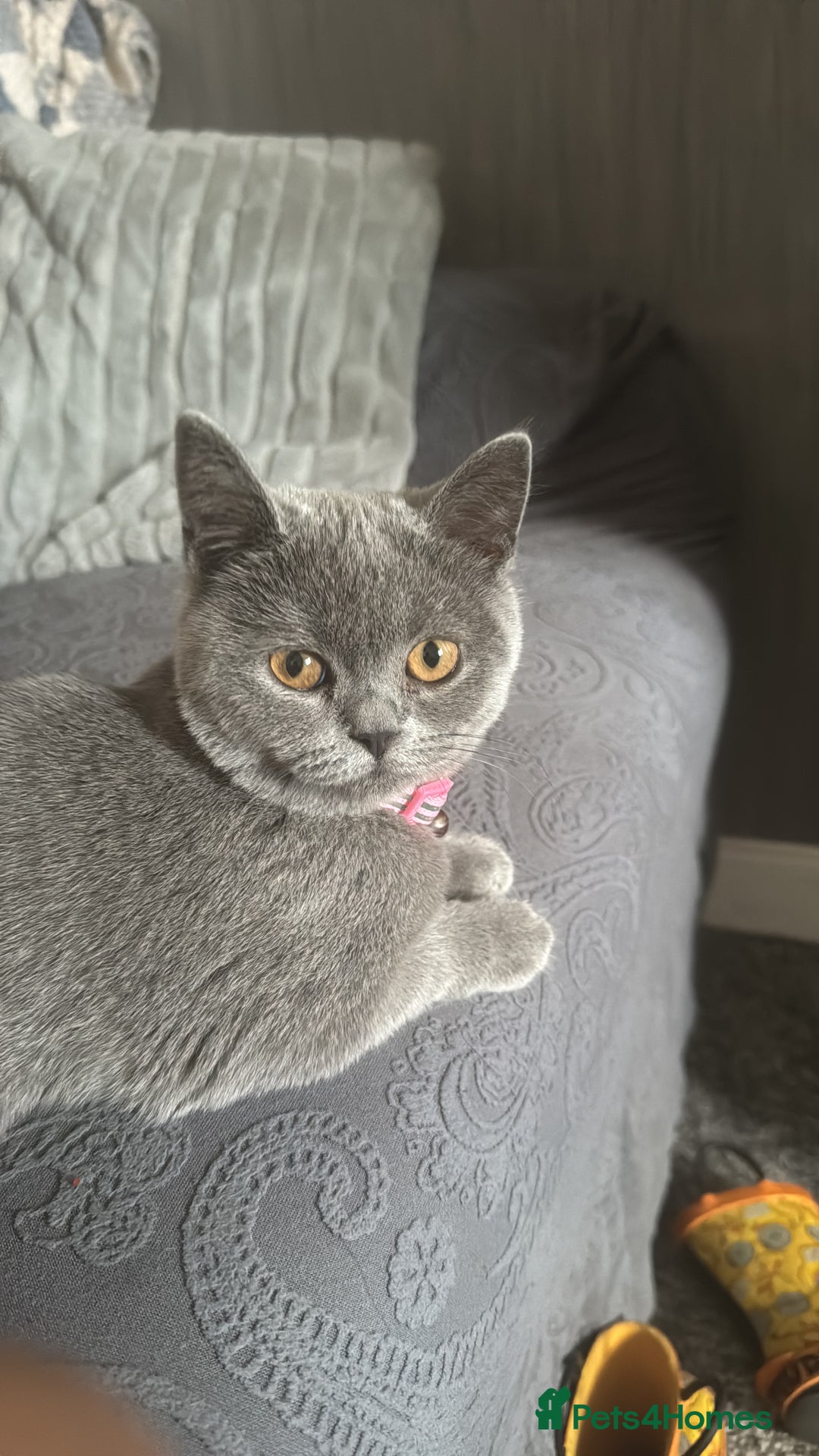 British Shorthair cats for sale: British shorthair  - Advert 3
