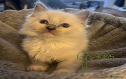 Ragdoll cats for sale: Stunning Ragdoll kittens for sale - Image 17