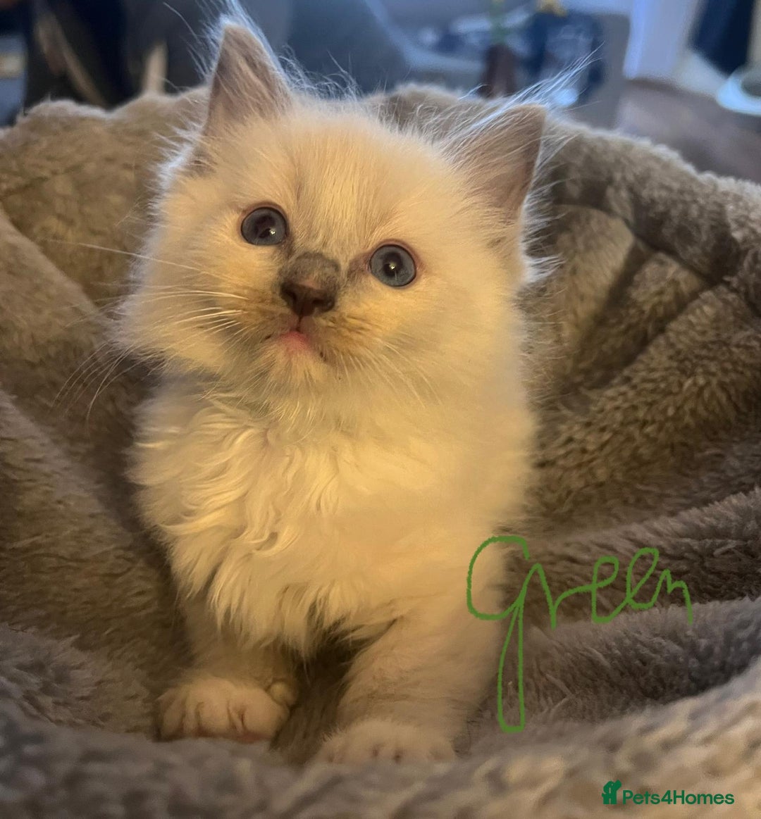 Ragdoll cats for sale: Stunning Ragdoll kittens for sale - Image 17