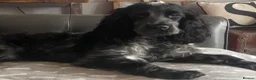 Cocker Spaniel dogs for sale: Show cocker spaniel  - Advert 6