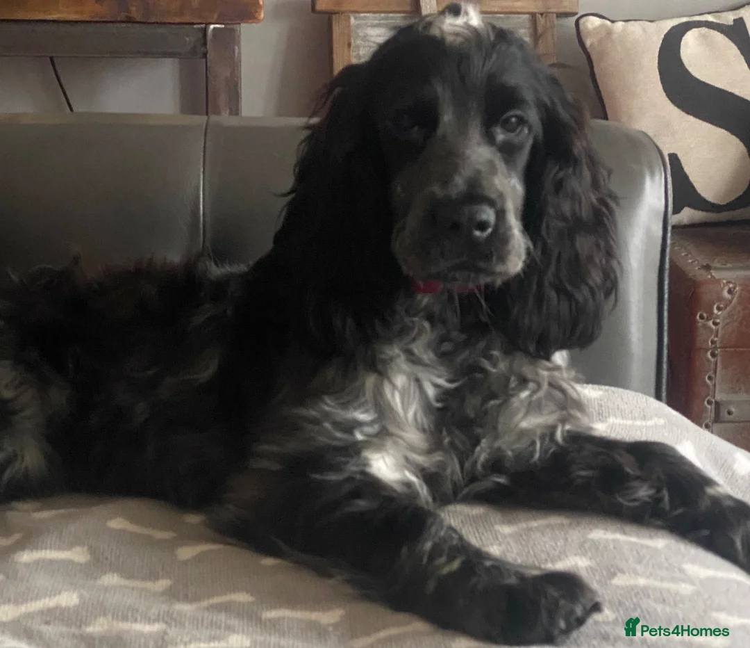 Cocker Spaniel dogs for sale: Show cocker spaniel  - Advert 6