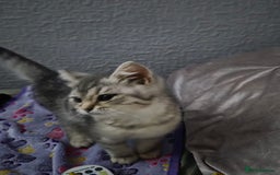 British Shorthair cats for sale: Gorgeous kitten - Image 6