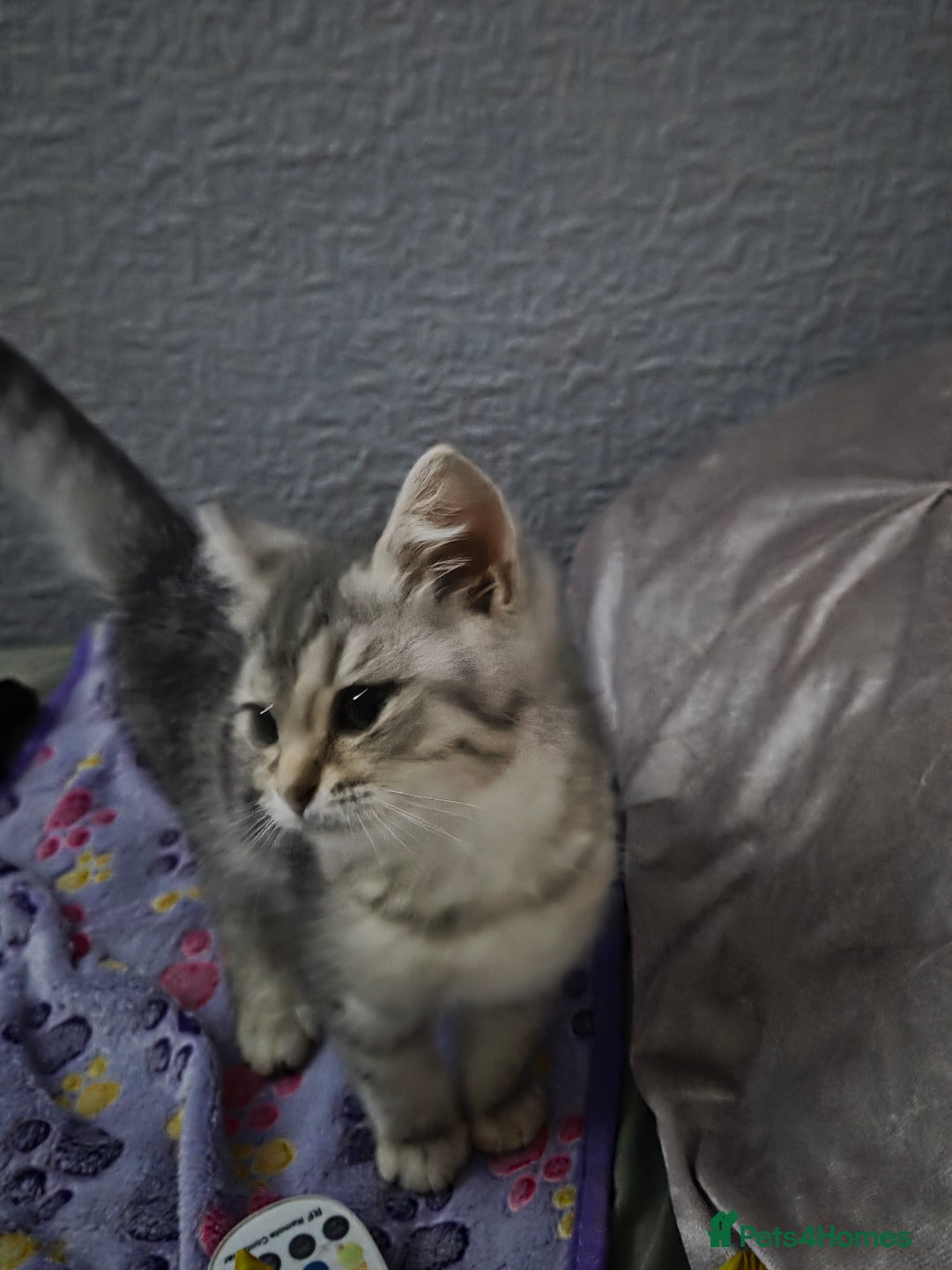 British Shorthair cats for sale: Gorgeous kitten - Image 6