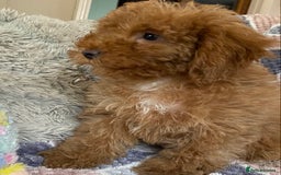 Cockapoo dogs for sale: Stunning fox red cockapoo puppies PRA clear  - Image 11