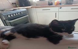 British Shorthair cats for sale: 2 boy half silver tabby half tuxedo - Image 5