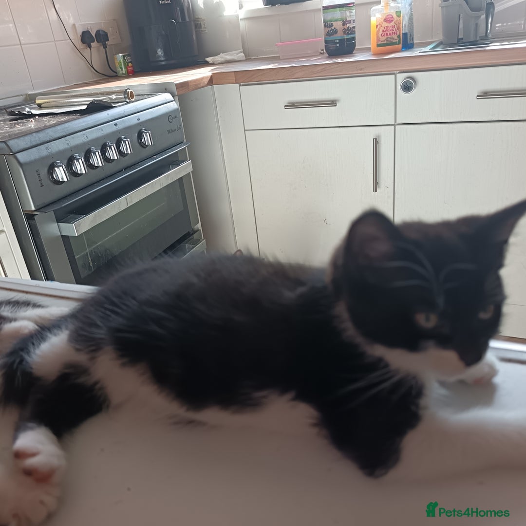 British Shorthair cats for sale: 2 boy half silver tabby half tuxedo - Image 5