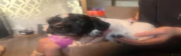 Cocker Spaniel dogs for sale: COCKER SPANIELS 2 Boys 1 Girl SCARBOROUGH  - Advert 6