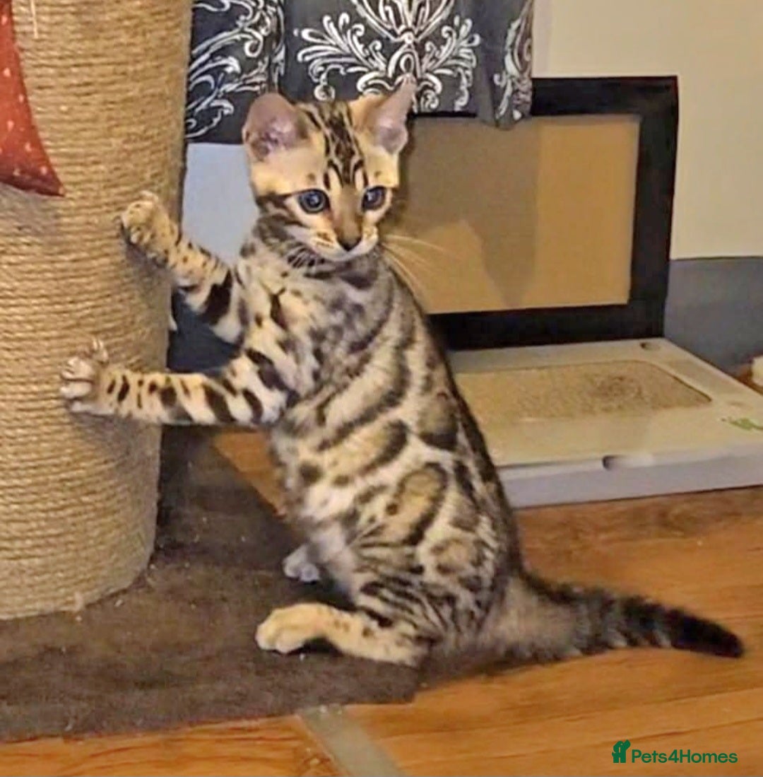 Bengal cats for sale: Bengal Kittens Tica Registered  - Image 21
