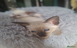 Siamese cats for sale: Beautiful Lilac and chocolate point Siamese  - Image 9