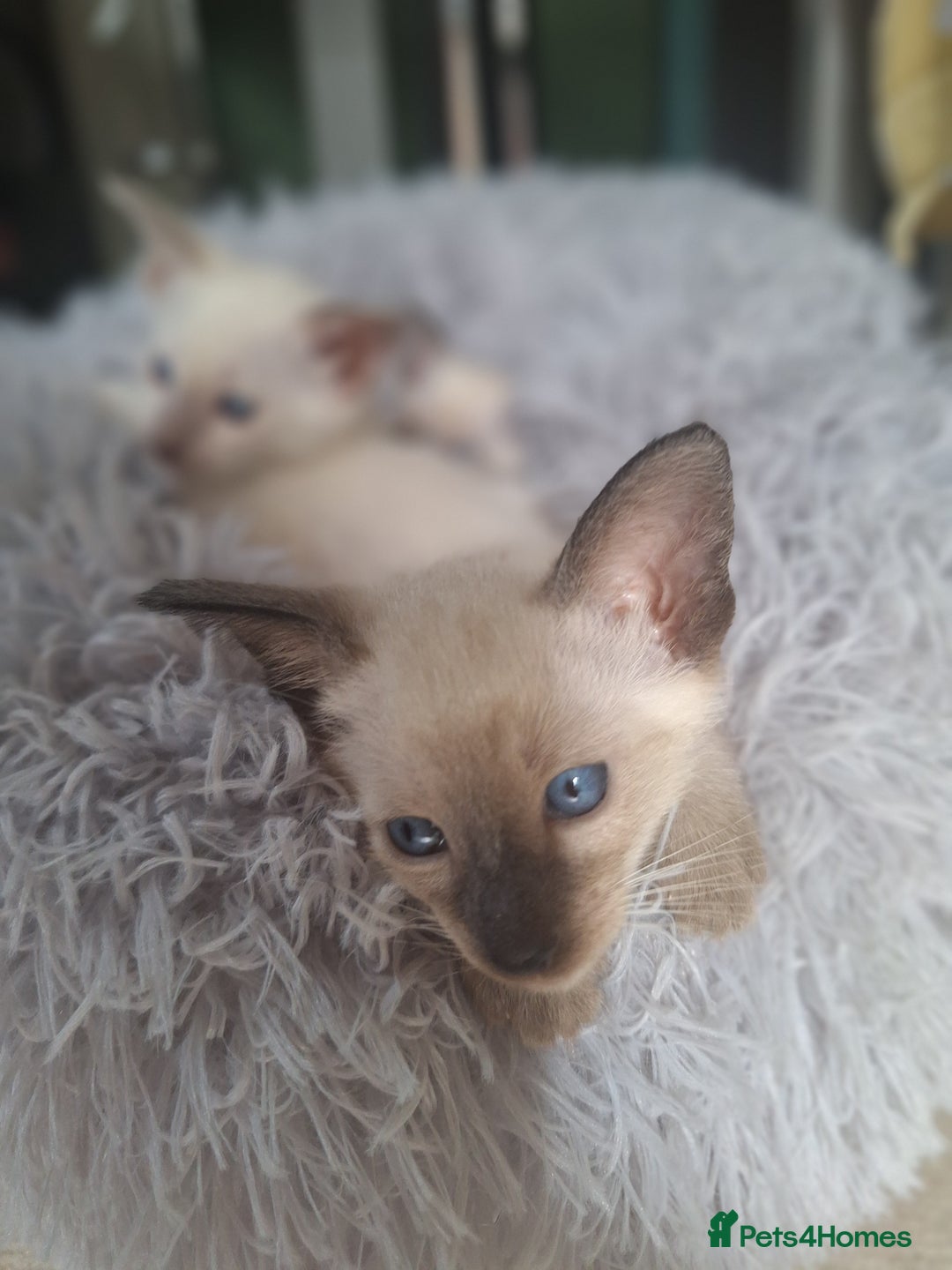 Siamese cats for sale: Beautiful Lilac and chocolate point Siamese  - Image 9