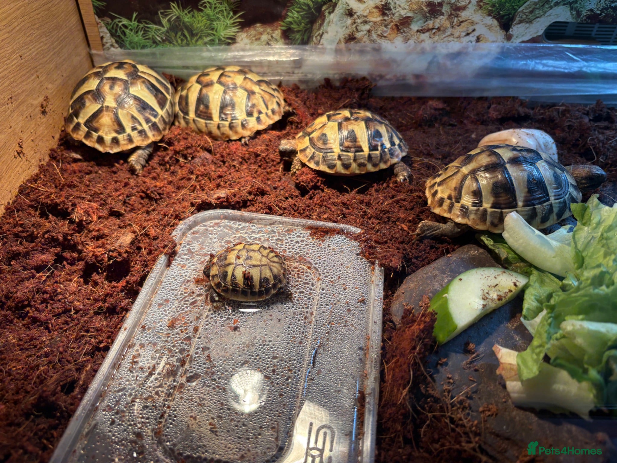 Hermann Tortoise reptiles I year hand nurtured Hermann juveniles - Advert 1