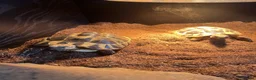 Tortoise reptiles for sale: 1 Herman tortoise for sale in Farnham - Advert 10
