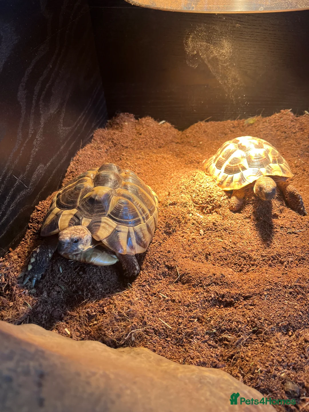 Tortoise reptiles for sale: 1 Herman tortoise for sale in Farnham - Advert 10