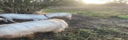 Goats livestock for sale: Goats - Advert 33