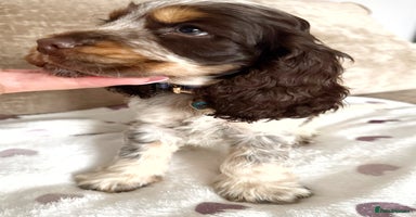 Cocker Spaniel dogs - Advert 2