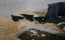 Jack Russell dogs for sale: Stunning Jack Russell ( smooth coat ) - Image 13