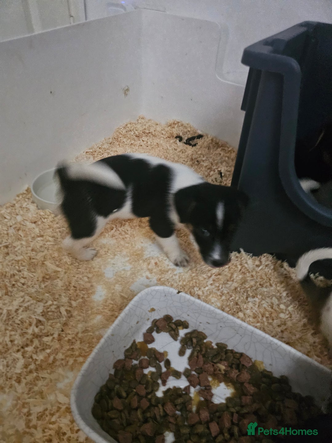 Jack Russell dogs for sale: Stunning Jack Russell ( smooth coat ) - Image 13