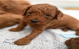 Toy Poodle dogs for sale: 6 Exquisite Red Toy Poodles. Parents DNA Clear - Image 7