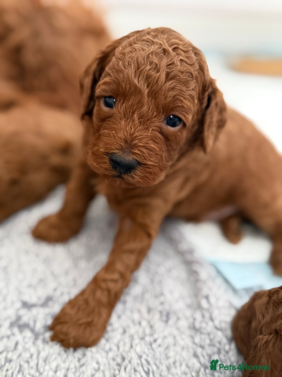 Toy Poodle dogs for sale: 6 Exquisite Red Toy Poodles. Parents DNA Clear - Image 7